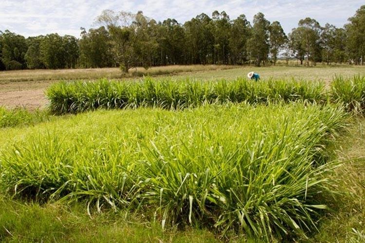 Embrapa realizará cursos gratuitos na 52ª Expofeira Agropecuária