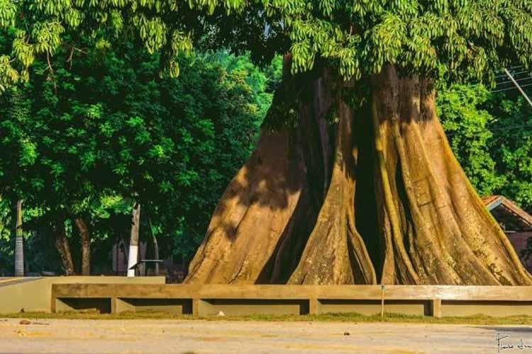 Plantio de samaúma oficializa pacto de preservação e conservação ambiental em Santana