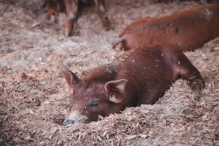 Amapá avança como referência nacional na prevenção e vigilância contra a peste suína clássica