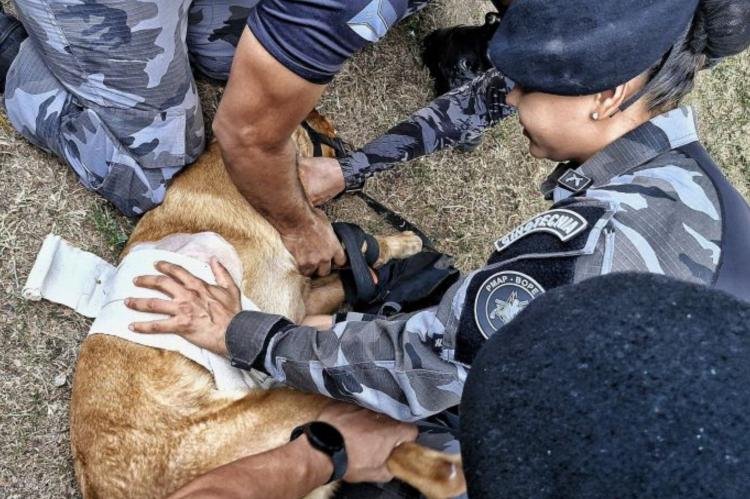 Em ação inédita, Governo do Amapá capacita agentes de segurança para atendimento pré-hospitalar de cães policiais