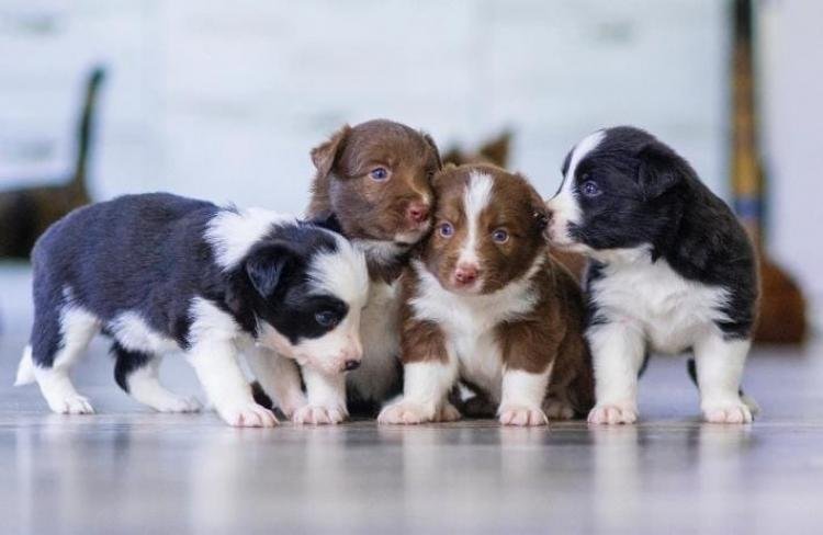 Cães filhotes são alvos fáceis para pulgas, carrapatos e vermes