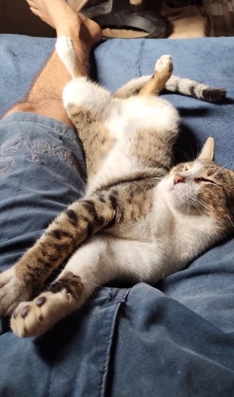 Abril Laranja: mês de prevenção contra a crueldade animal