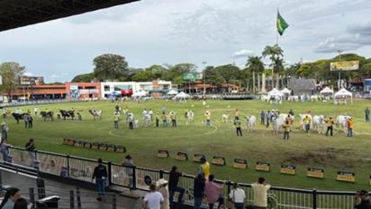 EXPOINEL: 1.096 animais Nelore participaram da Expoinel, em Uberaba, a mais importante exposição da raça