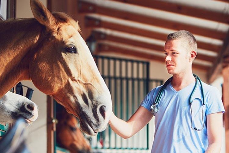 Leptospirose compromete o desempenho e bem-estar de equinos e gera grandes prejuízos para os criadores