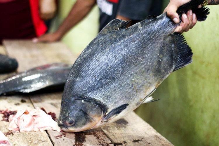 Campanha Peixe Tucuju Gostoso e Saudável acontece nas feiras de Macapá