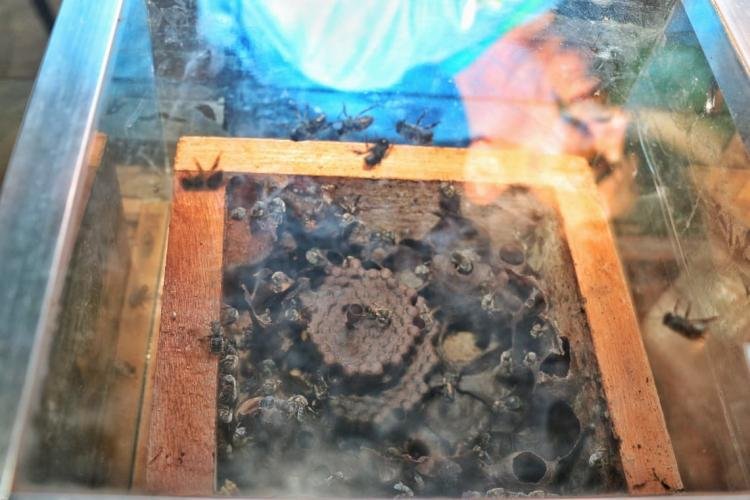 Abelhas sem ferrão viram atração na Expofeira 2026 e revelam tesouro da biodiversidade do Amapá