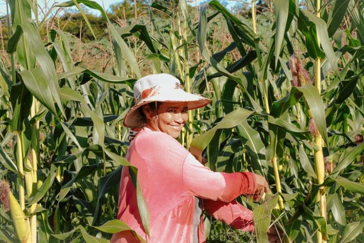 MDS abre edital para municípios interessados em executar o Programa de Aquisição de Alimentos (PAA)