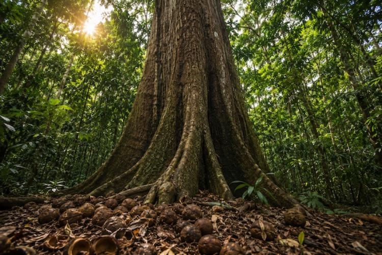 Dados para tirar a sociobioeconomia da invisibilidade