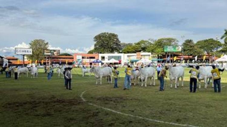 EXPOINEL: 1.096 animais Nelore participaram da Expoinel, em Uberaba, a mais importante exposição da raça