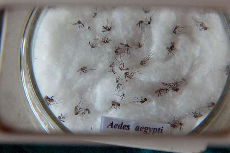 Dengue cresce em números de casos e avança em áreas onde não se registrava a doença.