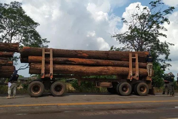 Polícia prende 16 pessoas e apreende 553 metros cúbicos de madeira ilegal no Amapá