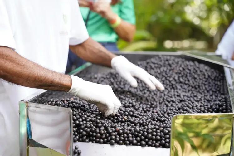 Governo do Estado promove ciclo de palestras para empreendedores da cadeia produtiva do açaí, em Macapá