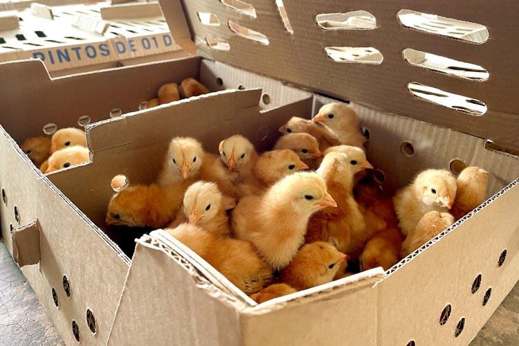 Prefeitura entrega 2 mil aves aos produtores do bairro do Coração e da comunidade Mel da Pedreira