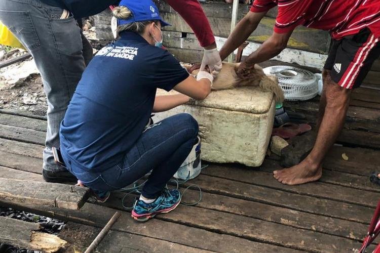 Vacina antirrábica: Amapá apresenta baixa cobertura vacinal nos últimos dois anos