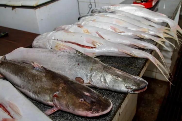 Governo do Estado alerta para o início do período de defeso para 22 espécies de peixes no Amapá
