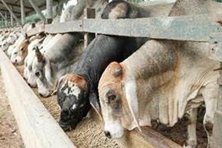 Pneumonia é vilã do bem-estar dos bovinos nos períodos de baixa temperatura