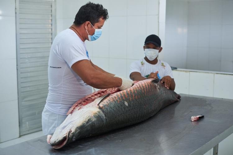 Versátil, pele de pirarucu manejado da Amazônia é utilizada na confecção de roupas a acessórios