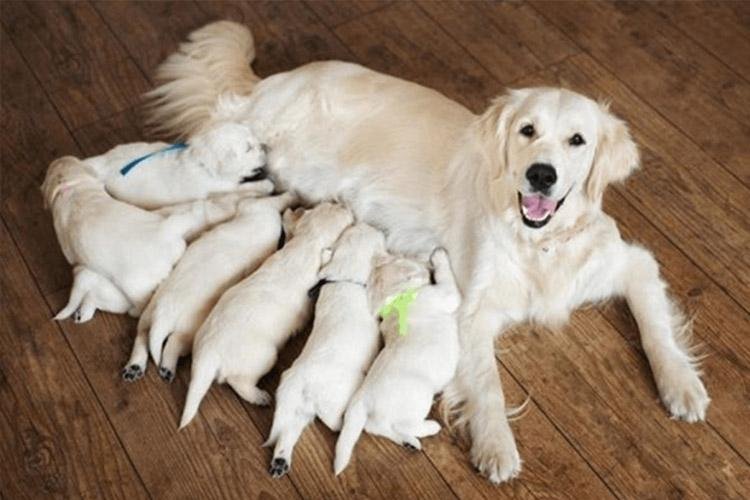 Outubro Rosa Pet visa conscientizar sobre prevenção de câncer de mama em cães e gatos