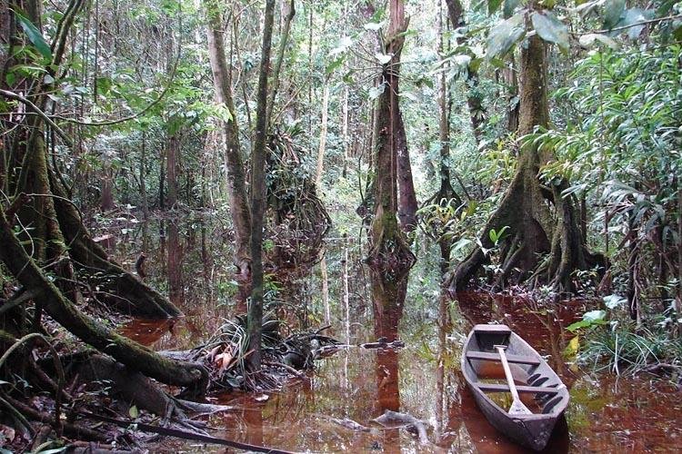 Amapá é o único estado apto a acessar plataforma que agiliza analise do Cadastro Ambiental Rural