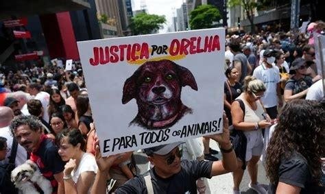 Campanha Voto Animalista chega ao Brasil para Eleições 2026