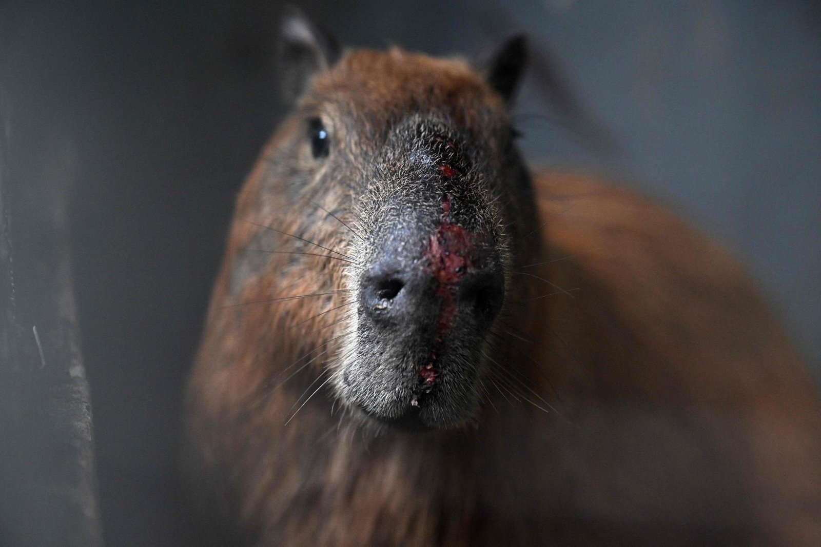 Campanha Voto Animalista chega ao Brasil para Eleições 2026